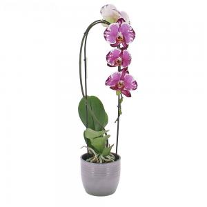 Cascade d'orchidée